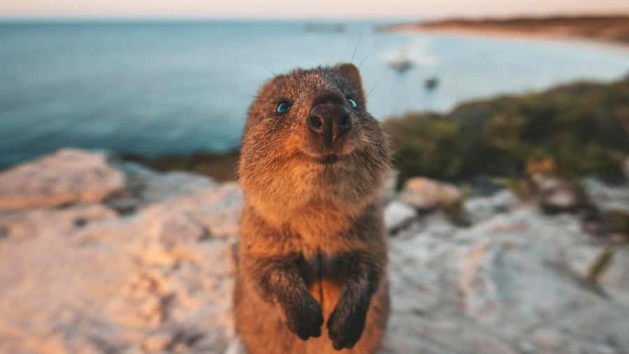 From Perth: Rottnest Island Ferry & Bus Day Tour - Is $135 good value?