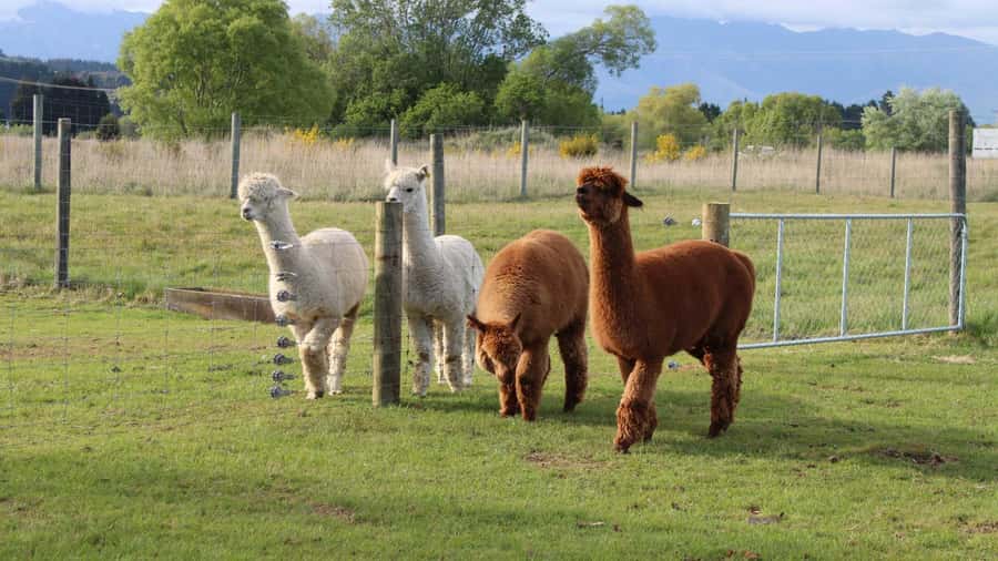 From Queenstown: Coach, Farm Tour & Milford Nature Cruise - Following the Milford Road by coach