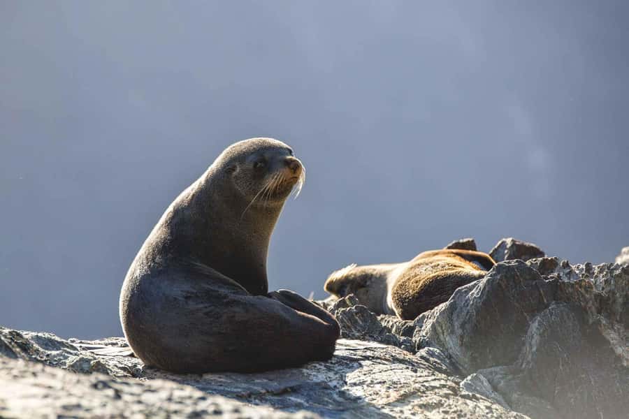 From Queenstown: Milford Sound Cruise and Coach Day Tour - The return journey to Queenstown