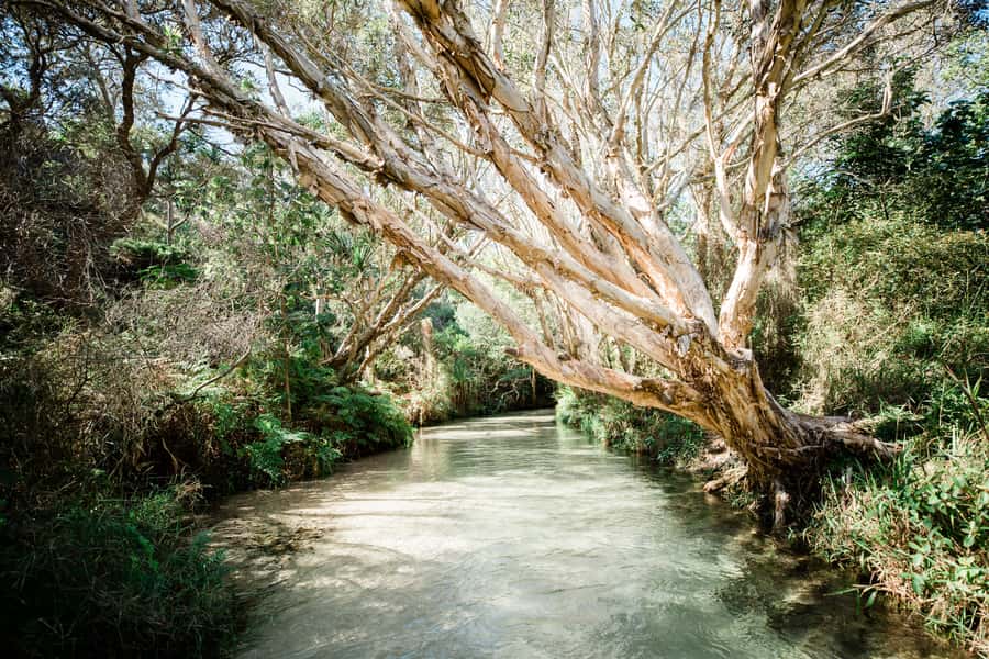 From Rainbow Beach: K'gari Fraser Island Full-Day Coach Tour - Central Station and the Wanggoolba Creek boardwalk