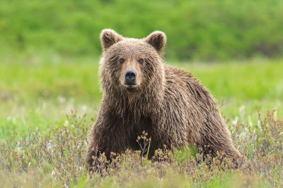 From Skagway: White Pass Summit Guided Bus Tour - Who should book the White Pass bus tour