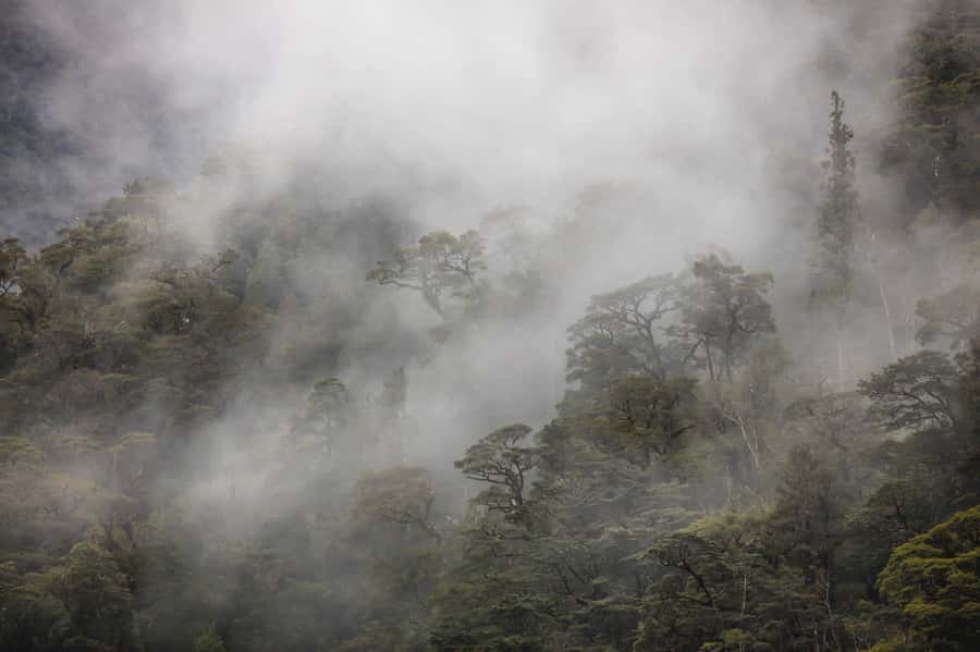From Te Anau: Doubtful Sound Coach & Cruise - Deep Cove is the gateway to the fiord
