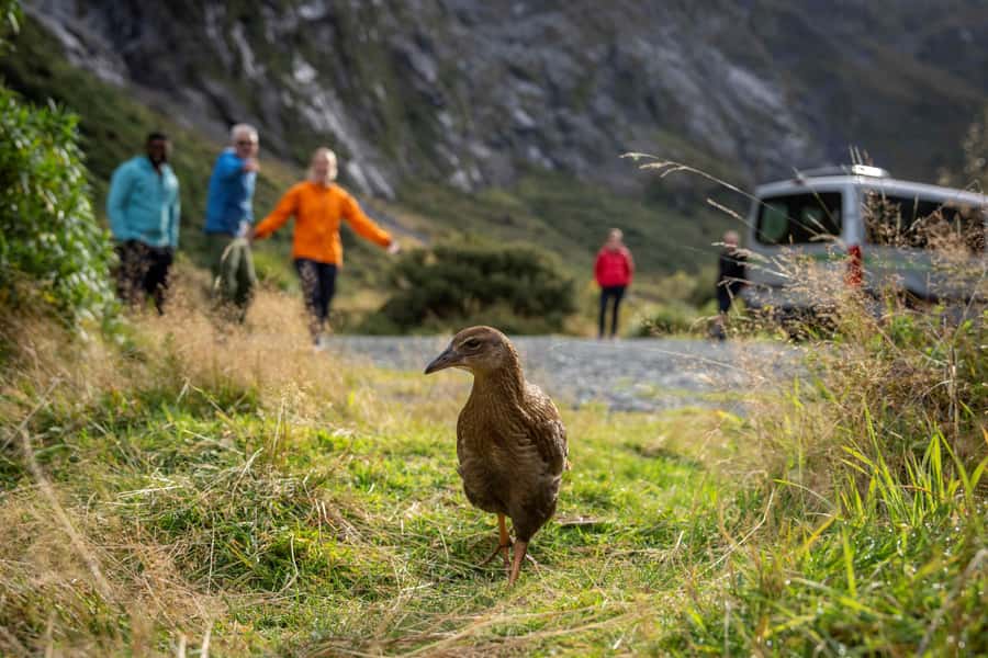 From Te Anau: Milford Sound Coach, Cruise, and Walks - How the weather changes the experience