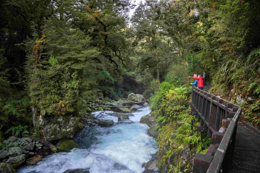 From Te Anau: Milford Sound Coach, Cruise, and Walks - What the day feels like in practice