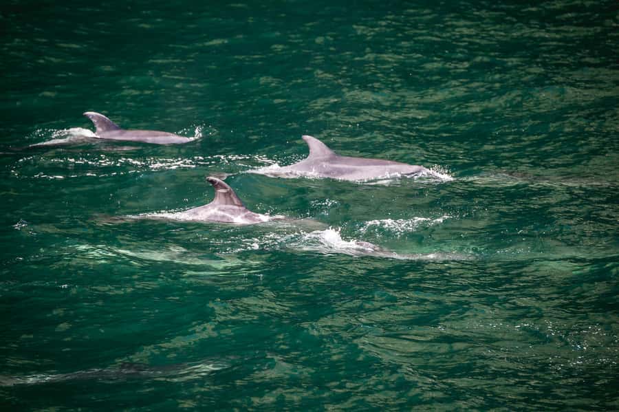 From Te Anau: Milford Sound Cruise and Coach Day Trip - Why the Milford Road matters as much as the cruise