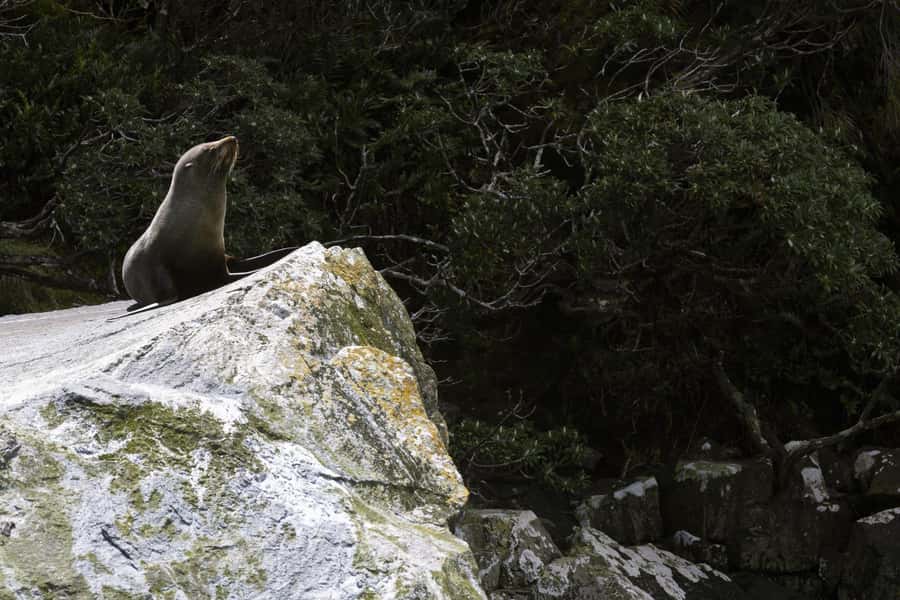 From Te Anau: Milford Sound Cruise and Coach Day Trip - Rain is not a ruined day here