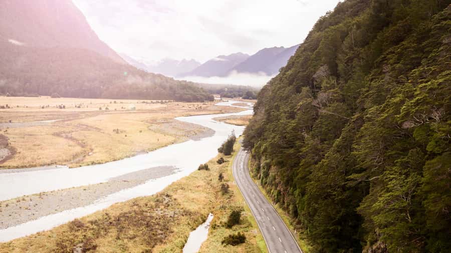 From Te Anau: Milford Sound Cruise & Track Walk by Coach - Walking through beech trees, ferns, and moss