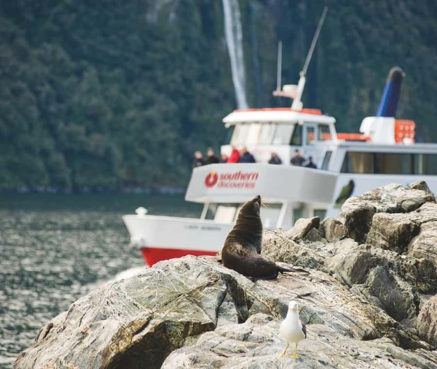 From Te Anau: Milford Sound Extended Cruise and Coach Tour - The Milford Road journey from Te Anau