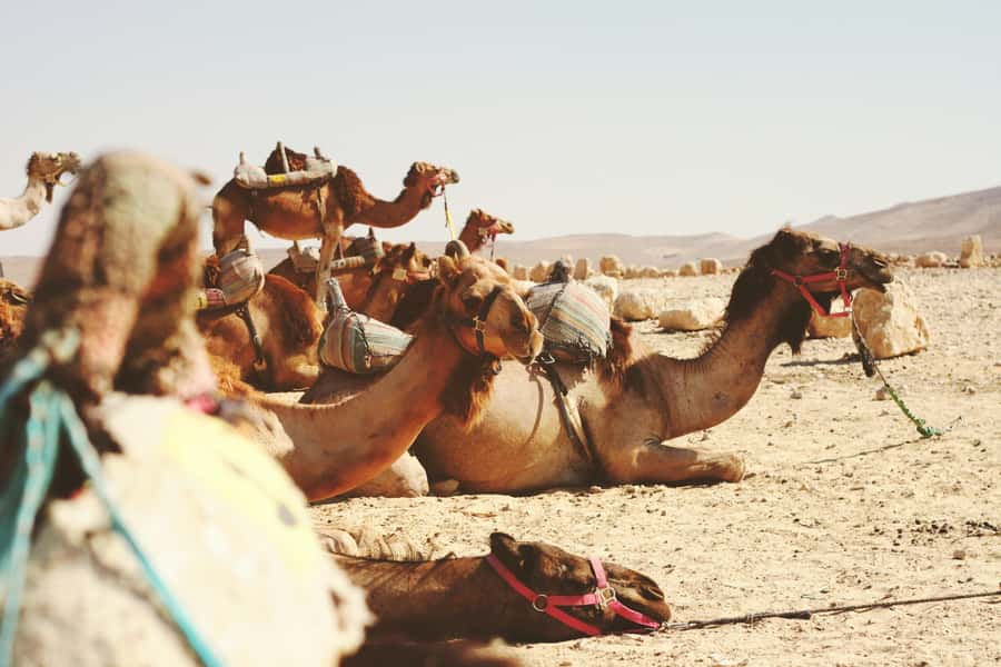 From Tel Aviv: Jericho, Jordan River, and Bethlehem Bus Tour - Key points to know before booking