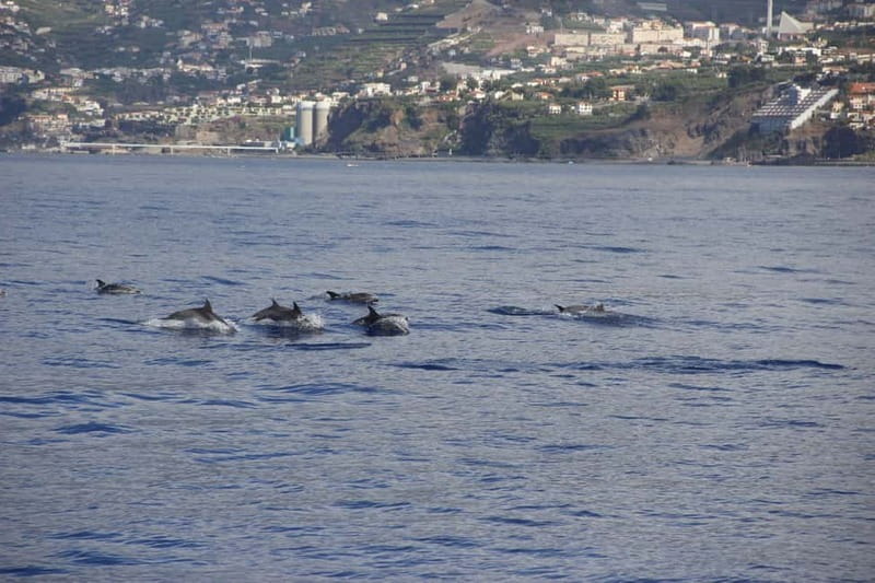 Funchal:Hop-on Hop-off Bus & Whale & Dolphin boat Excursion - Wine and embroidery without extra admission