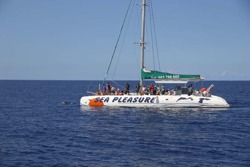 Funchal:Hop-on Hop-off Bus & Whale & Dolphin boat Excursion - Viewpoints above Funchal