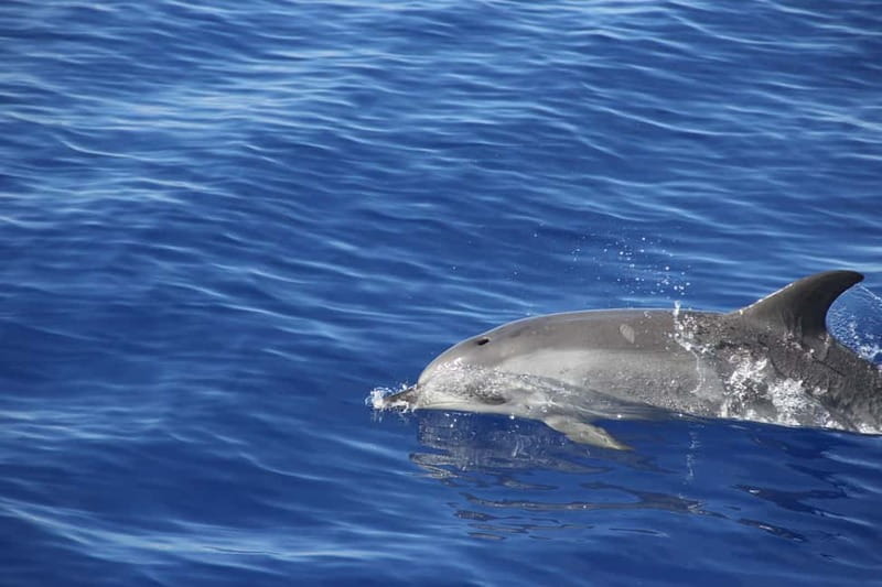 Funchal:Hop-on Hop-off Bus & Whale & Dolphin boat Excursion - What happens on the catamaran