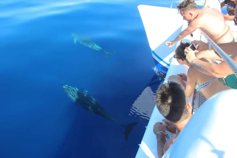 Funchal:Hop-on Hop-off Bus & Whale & Dolphin boat Excursion - Swimming at Fajã do Cabo Girão