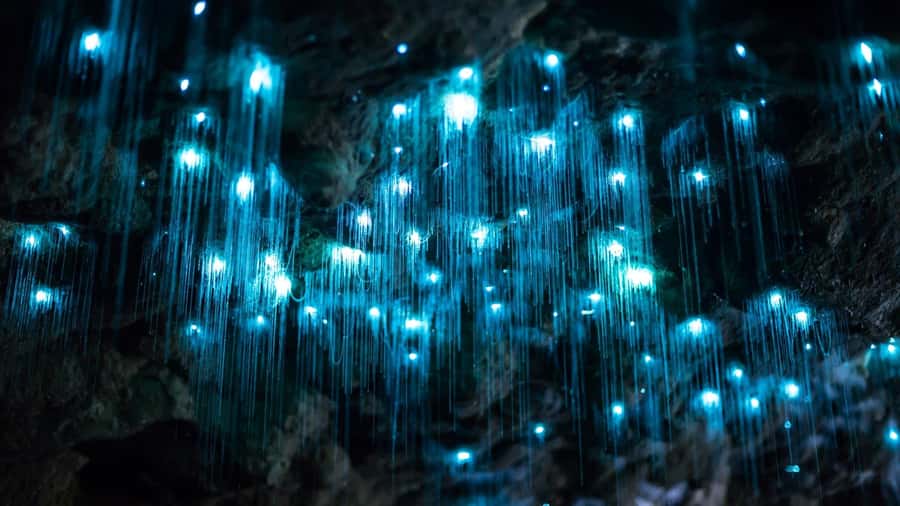 Gold Coast: Daytime Glow Worm Caves and Hop-on Hop-off Tour - Why this Gold Coast tour works as a full day