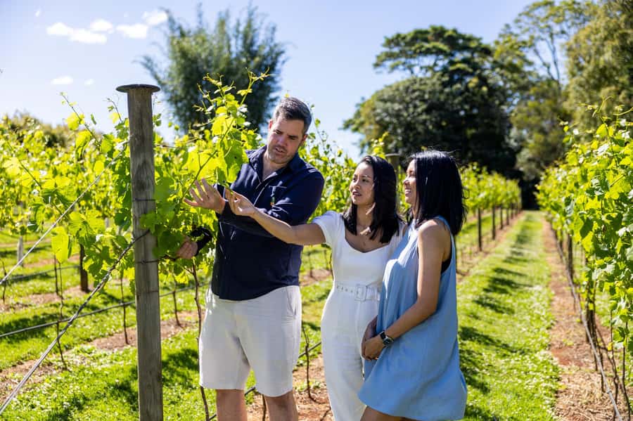 Gold Coast: Hop on Hop off Wine Tasting Tour to Mt Tamborine - Key things to know before you book