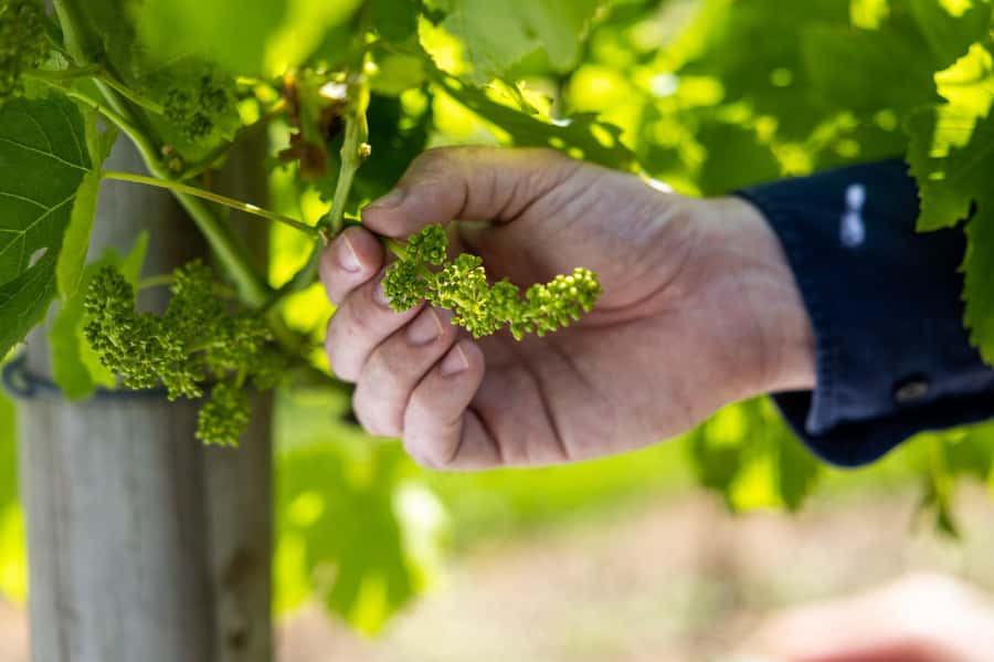 Gold Coast: Hop on Hop off Wine Tasting Tour to Mt Tamborine - Why this Tamborine Mountain day works