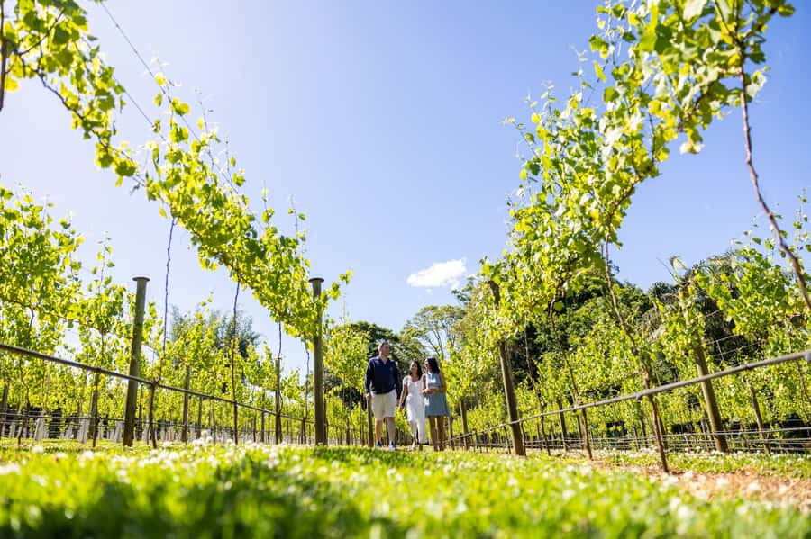 Gold Coast: Hop on Hop off Wine Tasting Tour to Mt Tamborine - Cedar Creek Estate starts the wine tasting