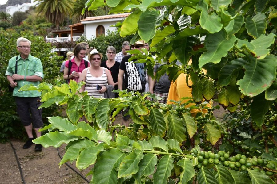Gran Canaria: Grand Island Tour by Bus with Transfers - Languages, guides, and the feel of the day