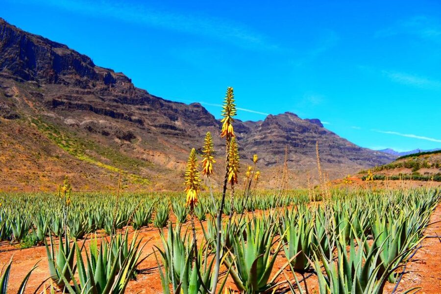 Gran Canaria Highlights Full-Day Tour by Bus - Key points to know before booking