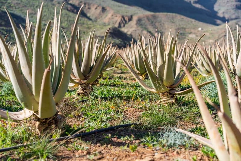 Gran Canaria Peaks in Minibus: Firgas, Teror, Aloe Vera tour - Teror’s balconies, basilica, and market