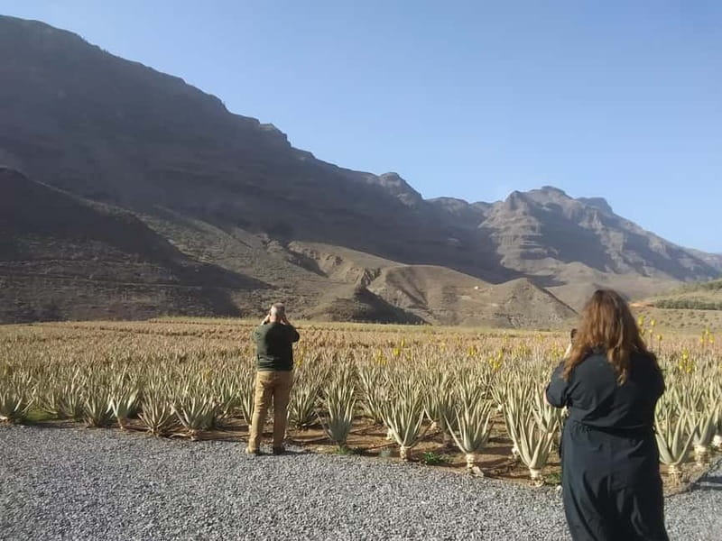 Gran Canaria Peaks in Minibus: Firgas, Teror, Aloe Vera tour - The aloe vera visit at Fataga