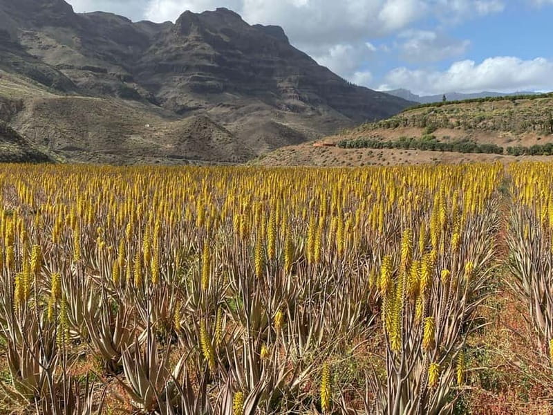 Gran Canaria Peaks in Minibus: Firgas, Teror, Aloe Vera tour - A short stop at Tunte