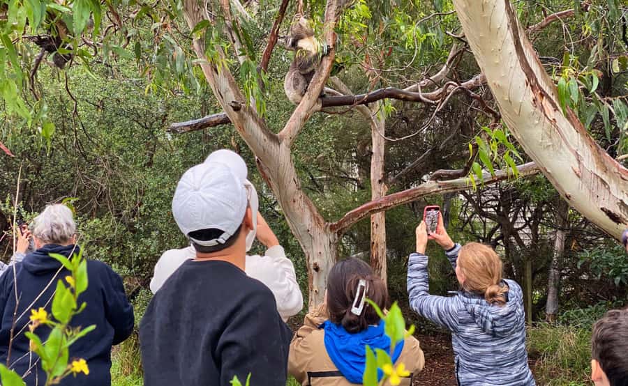 Great Ocean Road Tour w/ Deluxe Minibus & Top-Rated Guide - Port Campbell National Park and the Twelve Apostles