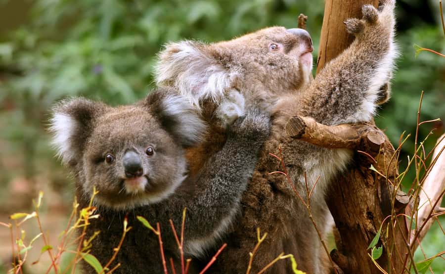 Great Ocean Road Tour w/ Deluxe Minibus & Top-Rated Guide - The minibus, seating, and guide quality