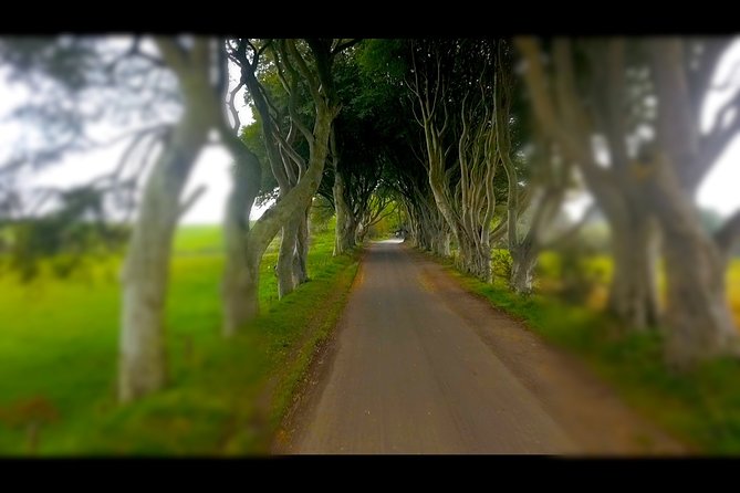 Guided Day Tour of Giant's Causeway from Belfast by Comfortable Coach - The Dark Hedges and the Game of Thrones connection
