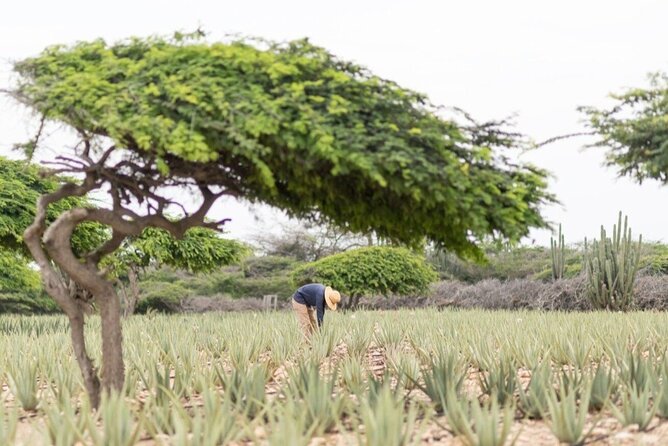Half-Day Aruba Sightseeing Tour & Beach in an Air-condition Bus - Eagle Beach: room to swim, relax, and take photos