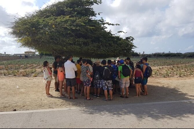 Half-Day Aruba Sightseeing Tour & Beach in an Air-condition Bus - Aruba Aloe Factory: a look at an island trade