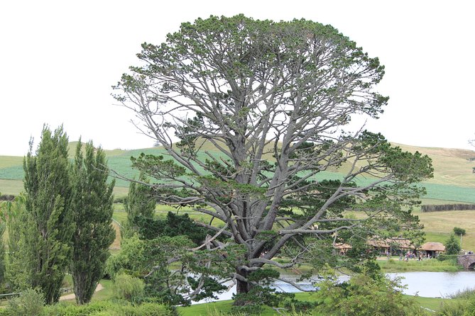 Hobbiton Afternoon Tour in Luxury Minibus from Auckland - Through the Waikato countryside