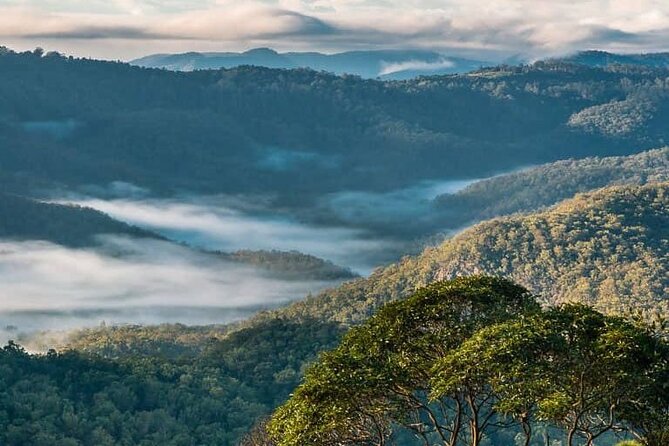 Hop on Hop Off Bus - Tamborine Mountain - The guides can make or break the day