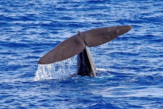 Hop-on Hop-off Bus Tour and Catamaran Whale & Dolphin Watching - The catamaran cruise and what you can reasonably expect