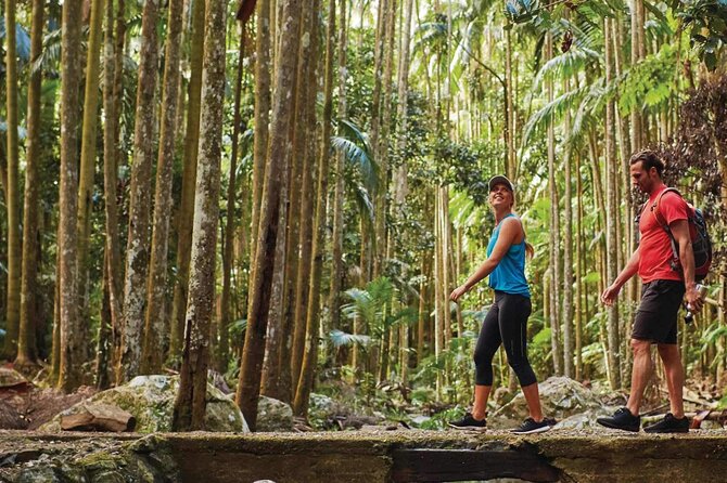 Hop on Hop off - Tamborine Rainforest Skywalk + Glow Worm Caves - Seeing the Glow Worm Caves in 45 minutes