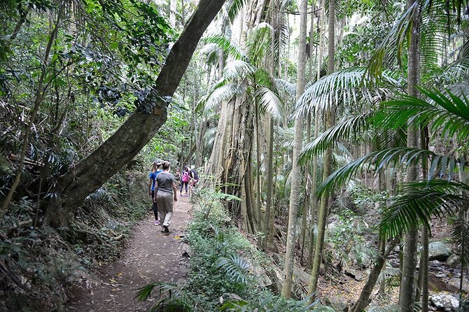 Hop on Hop off - Tamborine Rainforest Skywalk + Glow Worm Caves - Guides can shape the whole experience