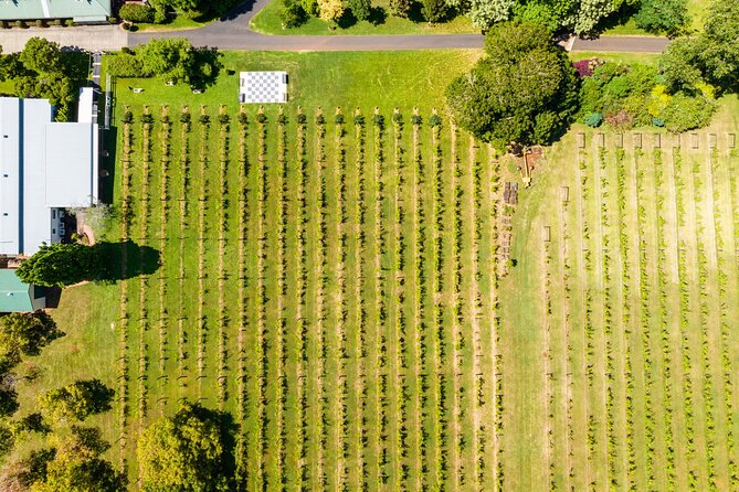 Hop on Hop off Wine tasting tour to Tamborine Mountain - Weather and timing on the mountain