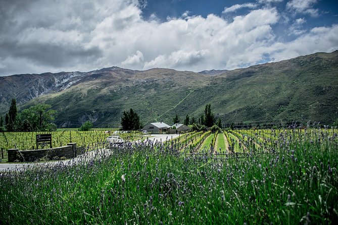 Hop on Hop off Wine Tours Queenstown - Queenstown to Gibbston without the driving