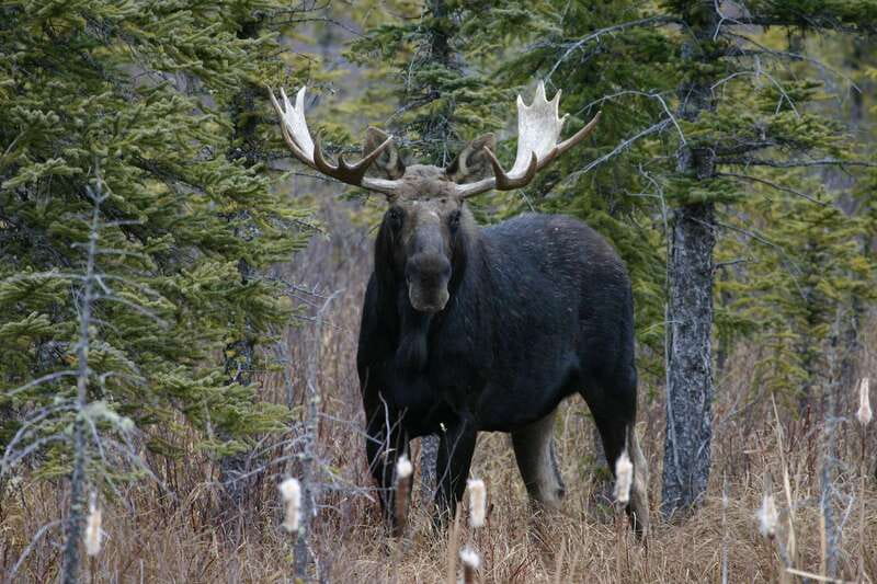 Jasper: Winter Wildlife Bus Tour in Jasper National Park - Who should book this wildlife bus tour?
