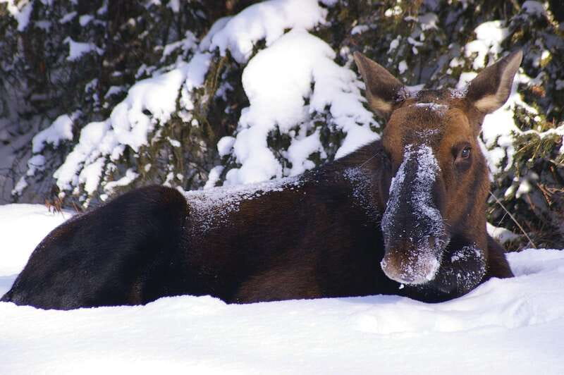 Jasper: Winter Wildlife Bus Tour in Jasper National Park - Why this Jasper tour works well in winter