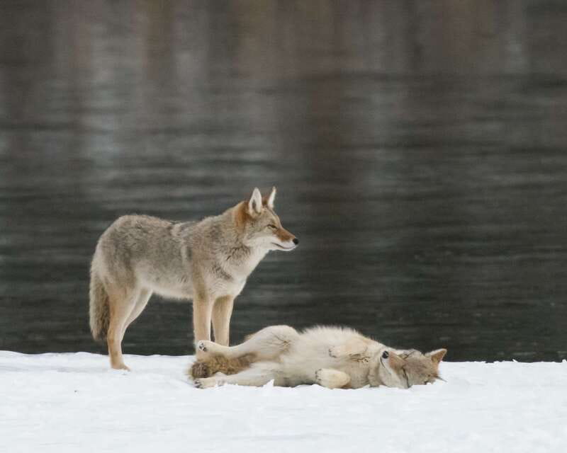 Jasper: Winter Wildlife Bus Tour in Jasper National Park - Three hours among Jasper’s winter wildlife