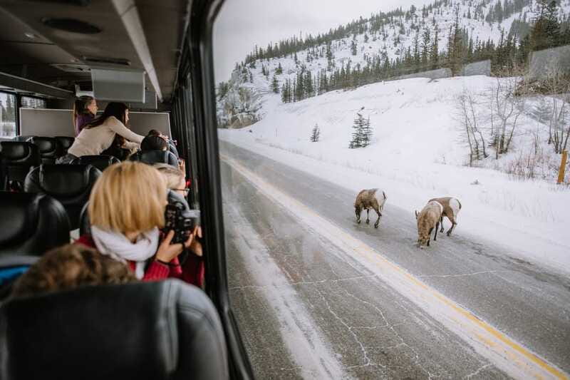 Jasper: Winter Wildlife Bus Tour in Jasper National Park - Scenic stops that make the drive worthwhile