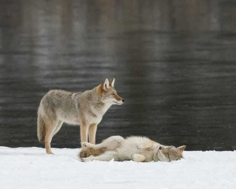 Jasper: Winter Wildlife Bus Tour in Jasper National Park - What you may see, and what you may miss