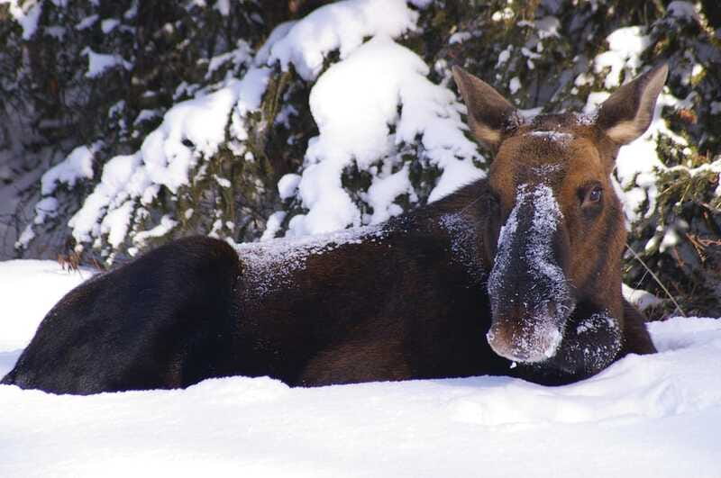 Jasper: Winter Wildlife Bus Tour in Jasper National Park - Comfort, walking, and winter road safety