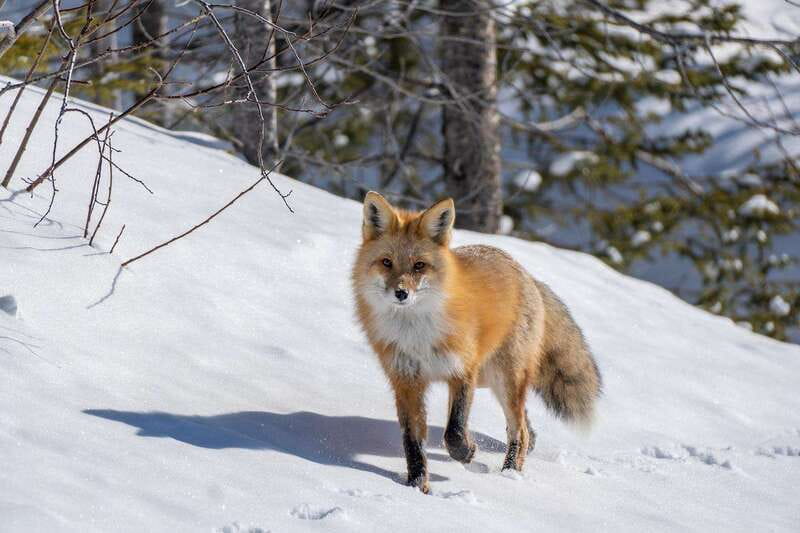 Jasper: Winter Wildlife Bus Tour in Jasper National Park - Is $62 a fair price?