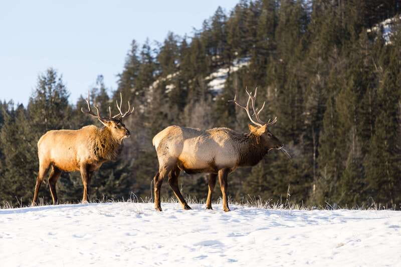 Jasper: Winter Wildlife Bus Tour in Jasper National Park - From your Jasper hotel to the Athabasca Valley
