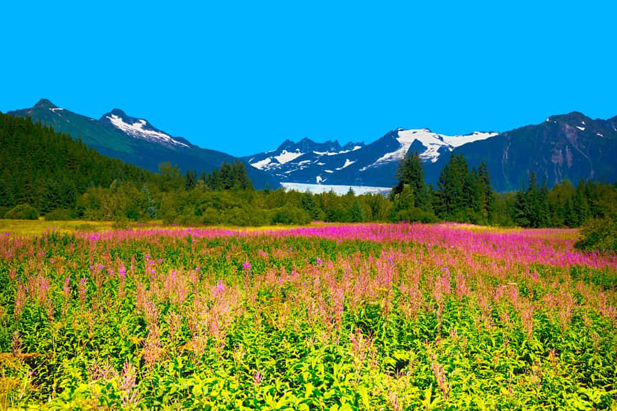 Juneau: City Highlights Bus Tour - Downtown Juneau, from gold-rush streets to king crab