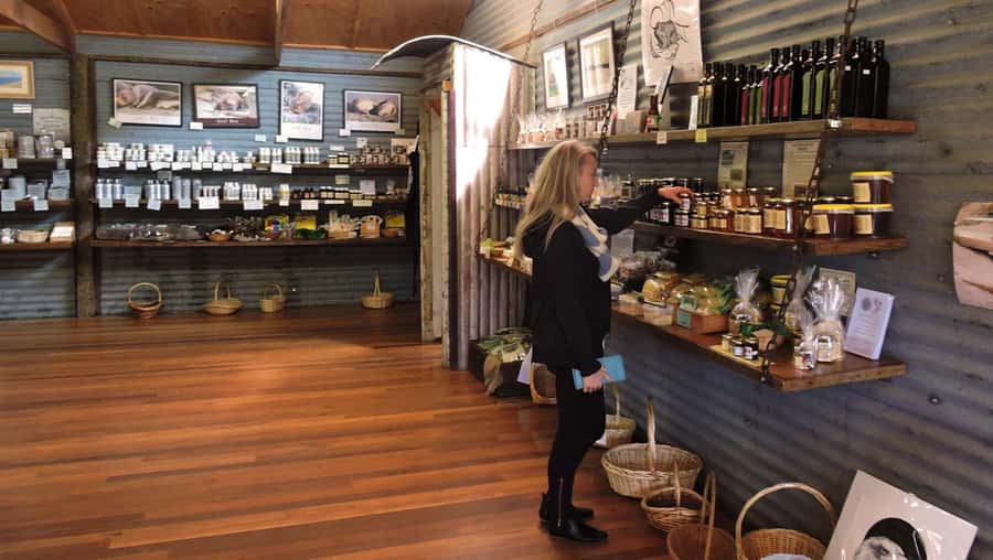 Kangaroo Island: Half-Day Tour Guided Coach Tour - What this five-hour Kangaroo Island tour really offers