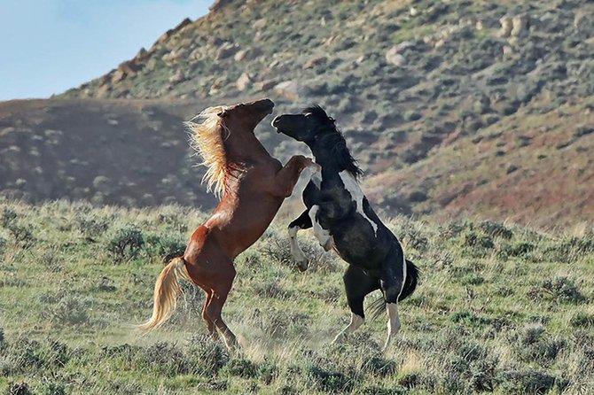 Kicking Red Canyon Wild Mustang Bus Tour Deals 5 PM In Cody - Key points to know before you book
