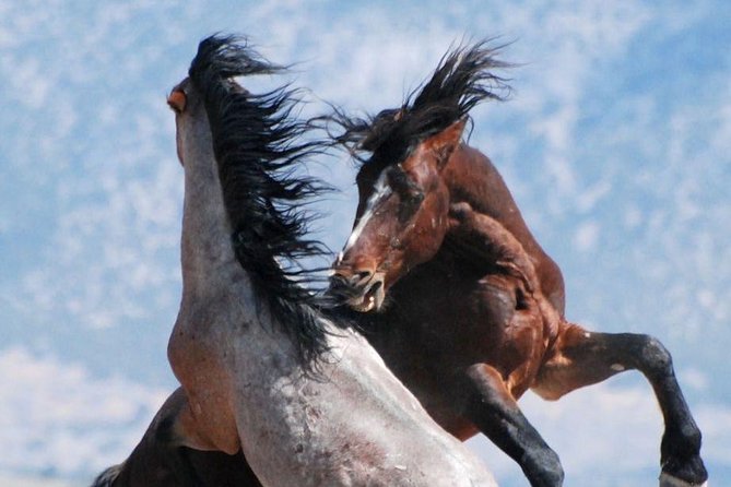 Kicking Red Canyon Wild Mustang Bus Tour Deals 5 PM In Cody - More than mustangs: pronghorn, elk, and desert wildlife
